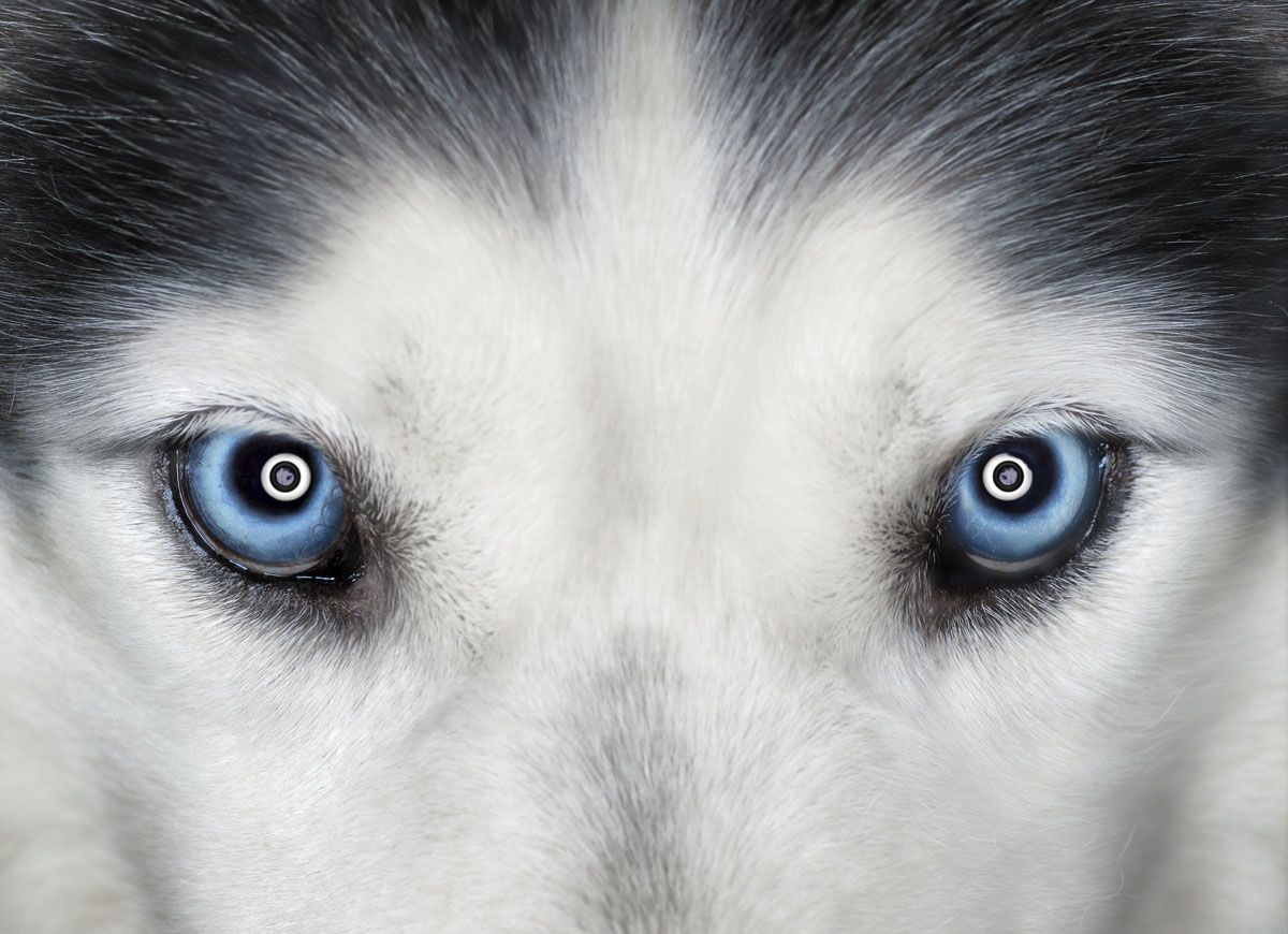 Глаза голубой собаки читать. Глаза хаски. Хаски с голубыми глазами. Глаза голубой собаки. Хаски голубоглазые.